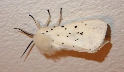 Réf. 233 474 : Spilosoma lubricipeda